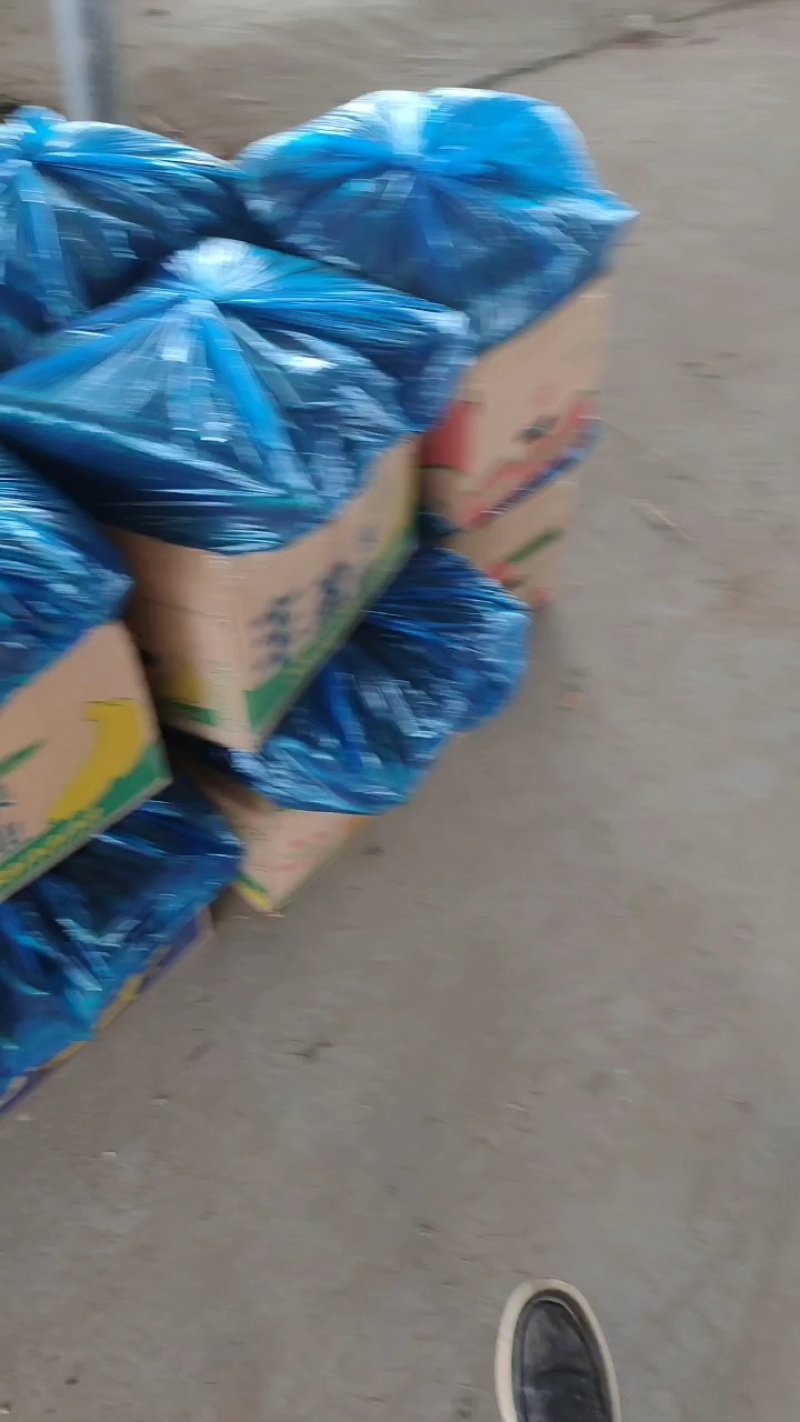 滑县嫁接油量型密刺黄瓜