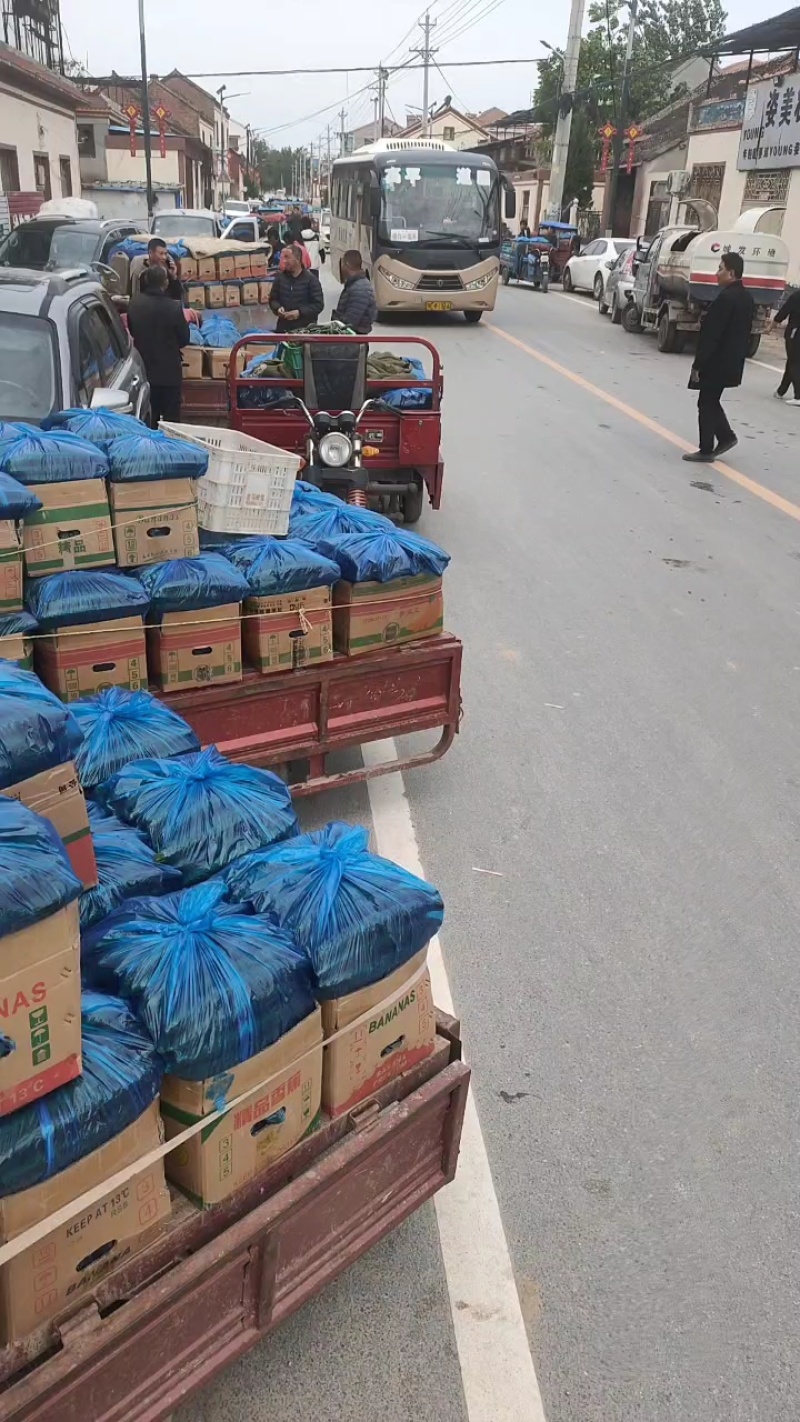 滑县嫁接油量型密刺黄瓜