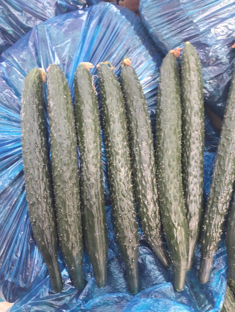 滑县嫁接油量型密刺黄瓜