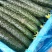 滑县嫁接油量型密刺黄瓜
