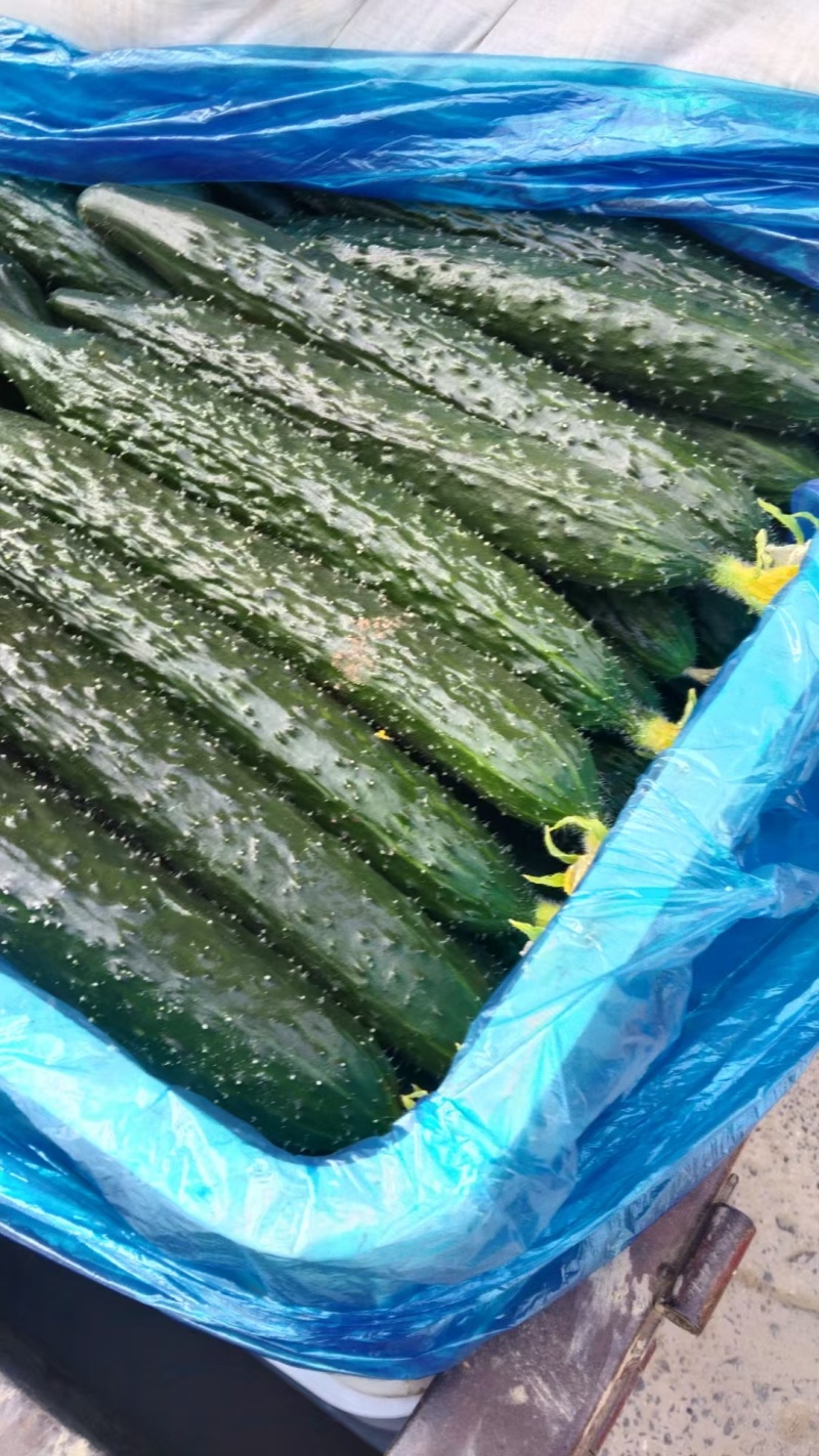 滑县嫁接油量型密刺黄瓜