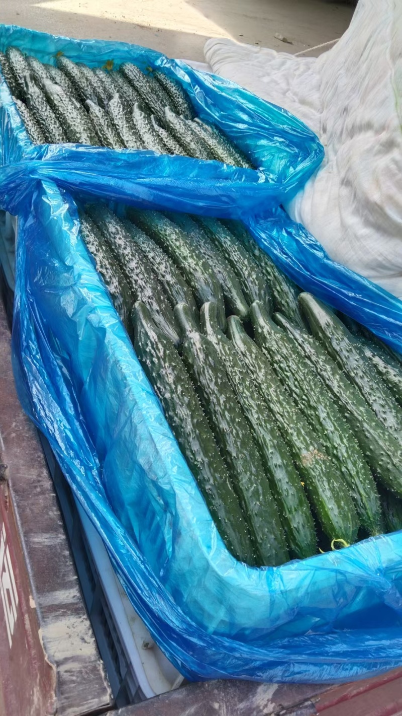 滑县嫁接油量型密刺黄瓜