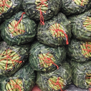 福建精品蚕豆大量上市了，万亩基地大量有货需要的联系