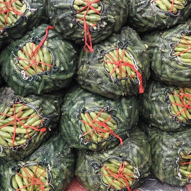 福建精品蚕豆大量上市了，万亩基地大量有货需要的联系
