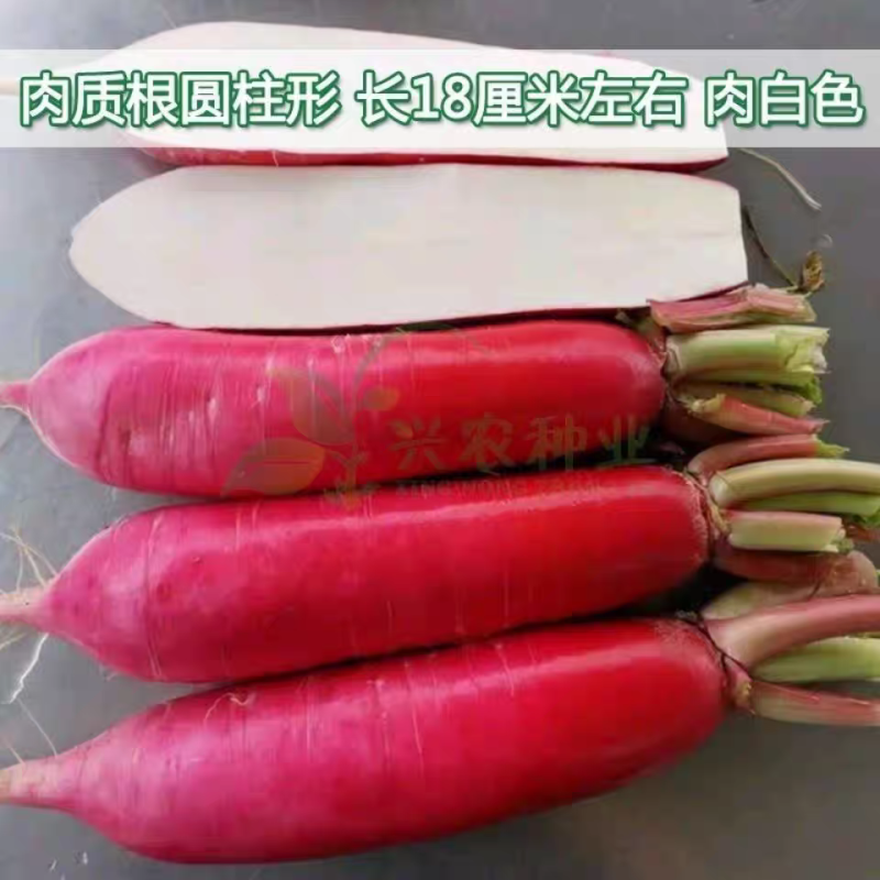 红皮水萝卜大量上市中无糠心无水印口感脆不辣对接全国客商。