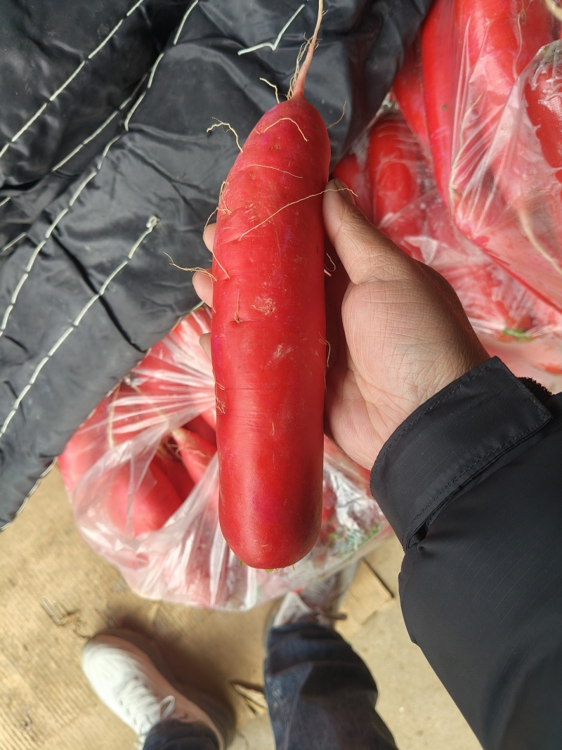 红皮水萝卜大量上市中无糠心无水印口感脆不辣对接全国客商。