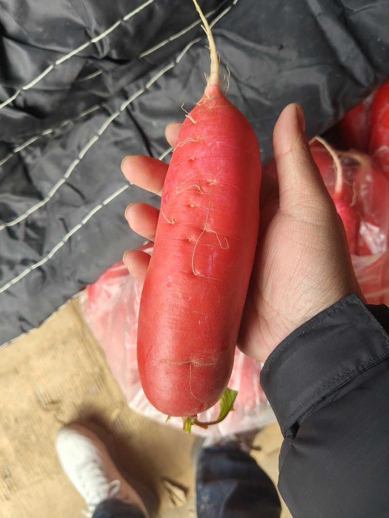 红皮水萝卜大量上市中无糠心无水印口感脆不辣对接全国客商。