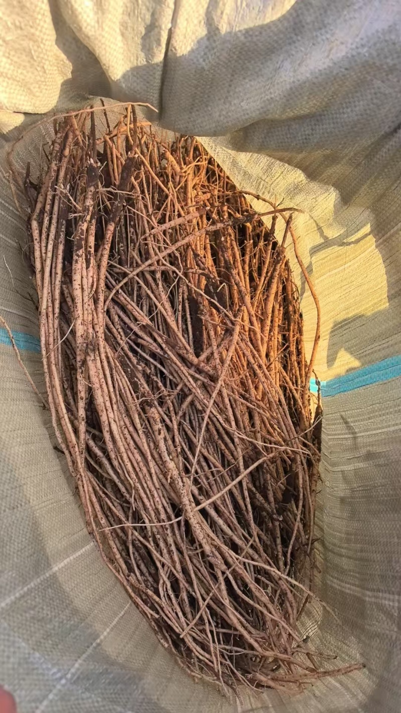 赤峰黄芪苗育苗万亩基地代收代发保土坐标合理