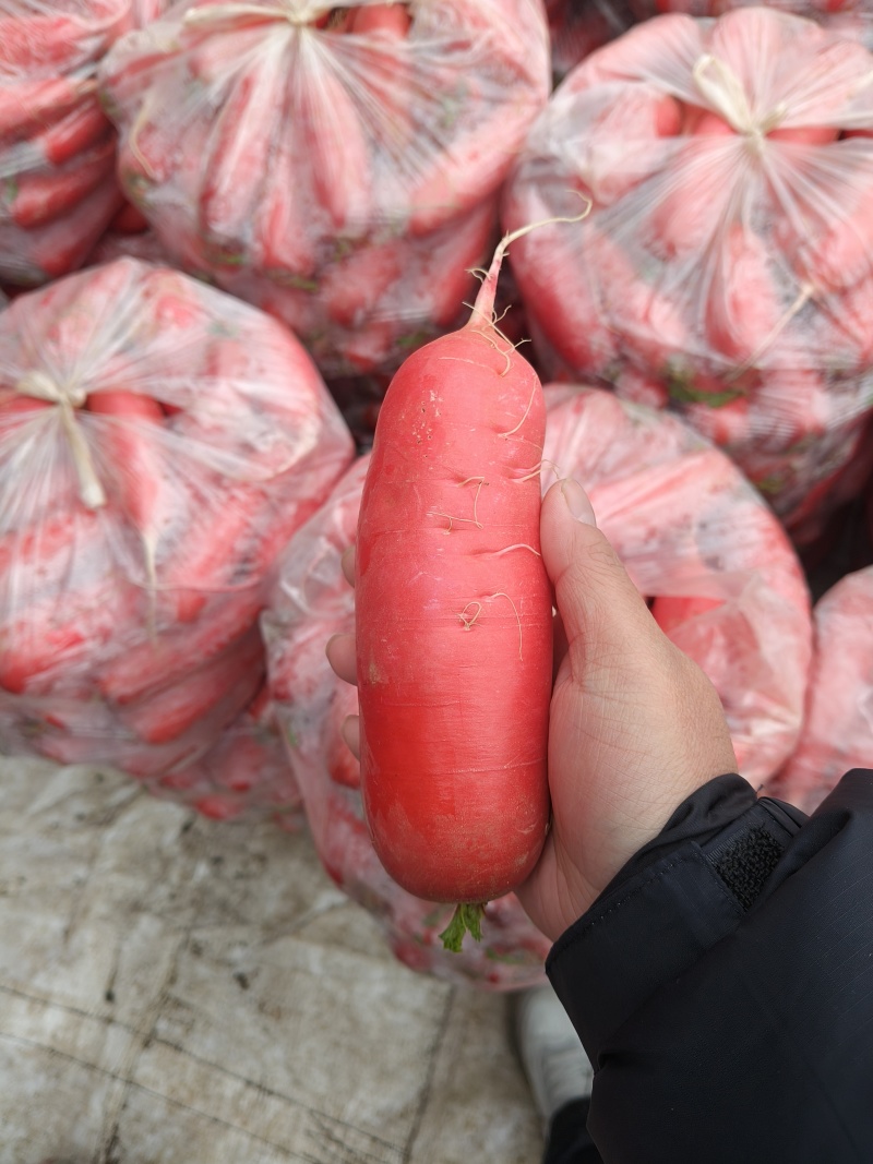 红皮水萝卜大量上市中无糠心无水印口感脆不辣对接全国客商。