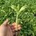 各种辣椒茄子生菜苗