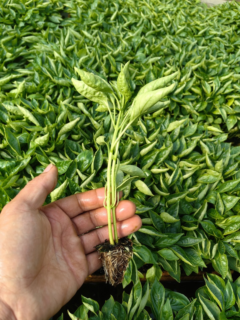 各种辣椒茄子生菜苗