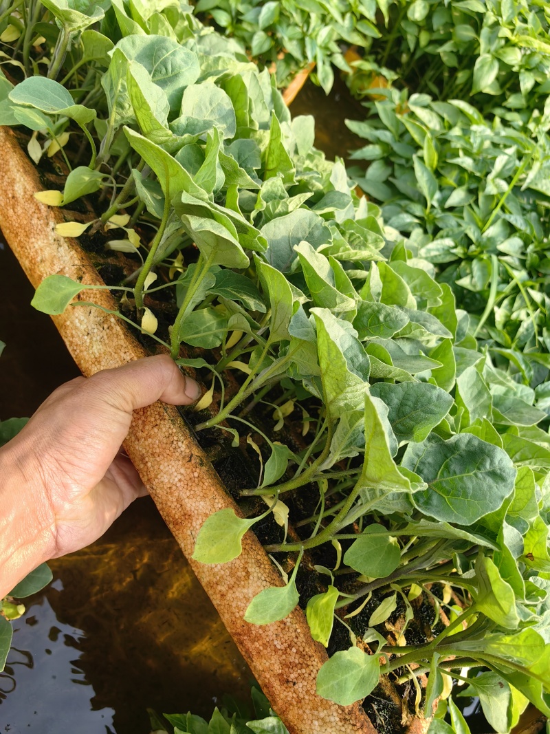 各种辣椒茄子生菜苗