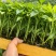 各种辣椒茄子生菜苗