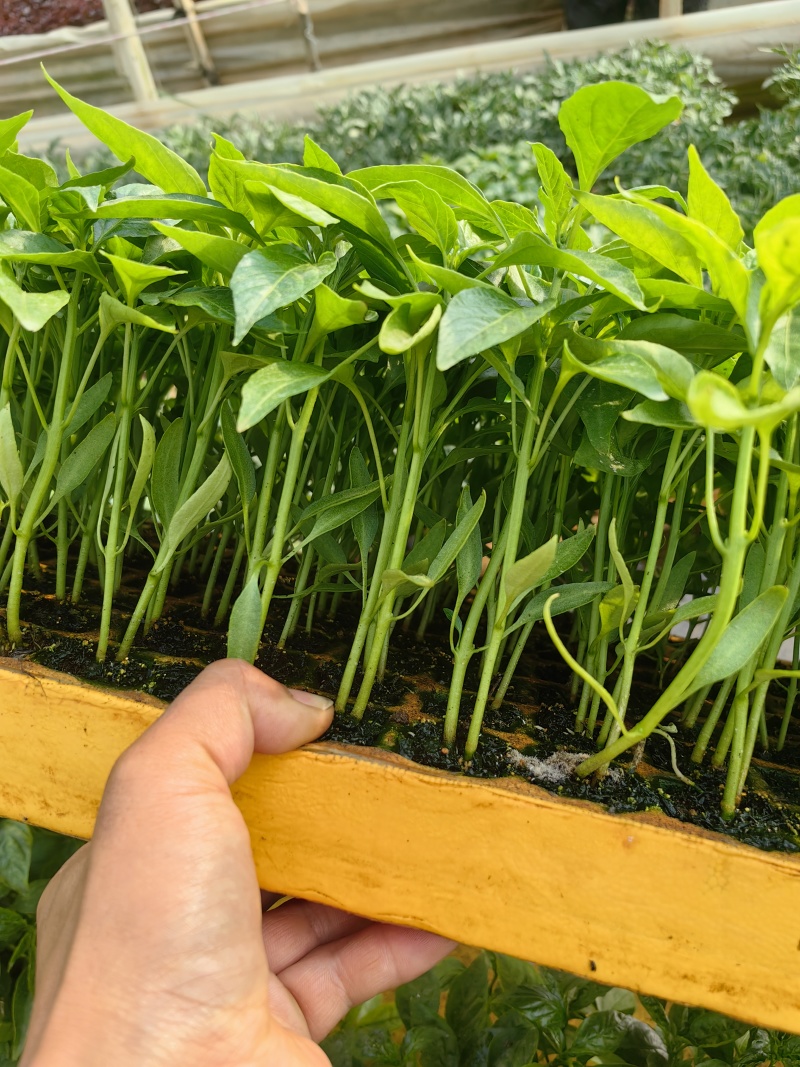 各种辣椒茄子生菜苗