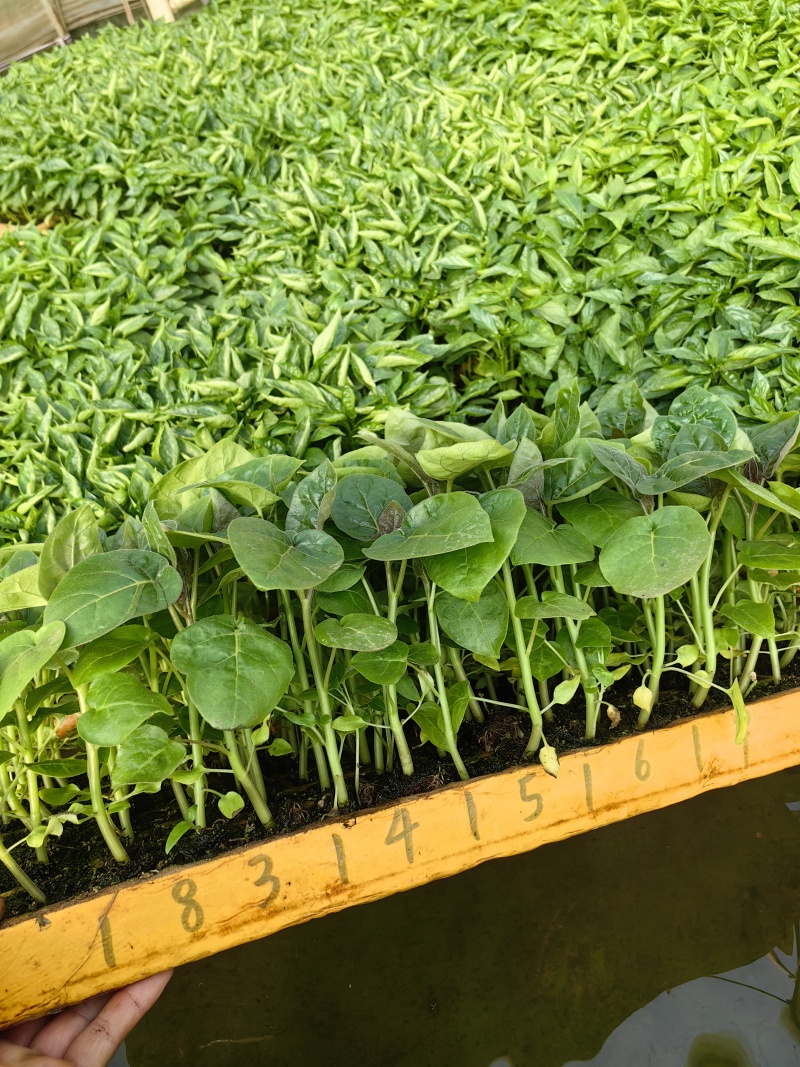 各种辣椒茄子生菜苗