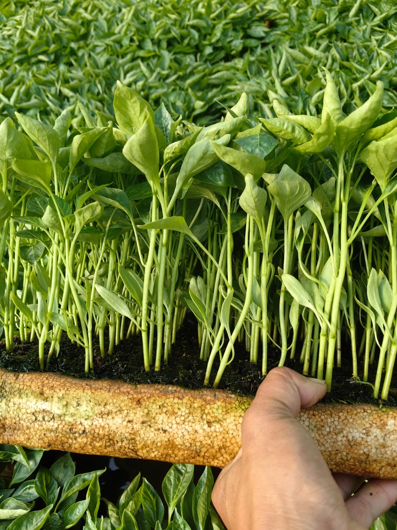 各种辣椒茄子生菜苗