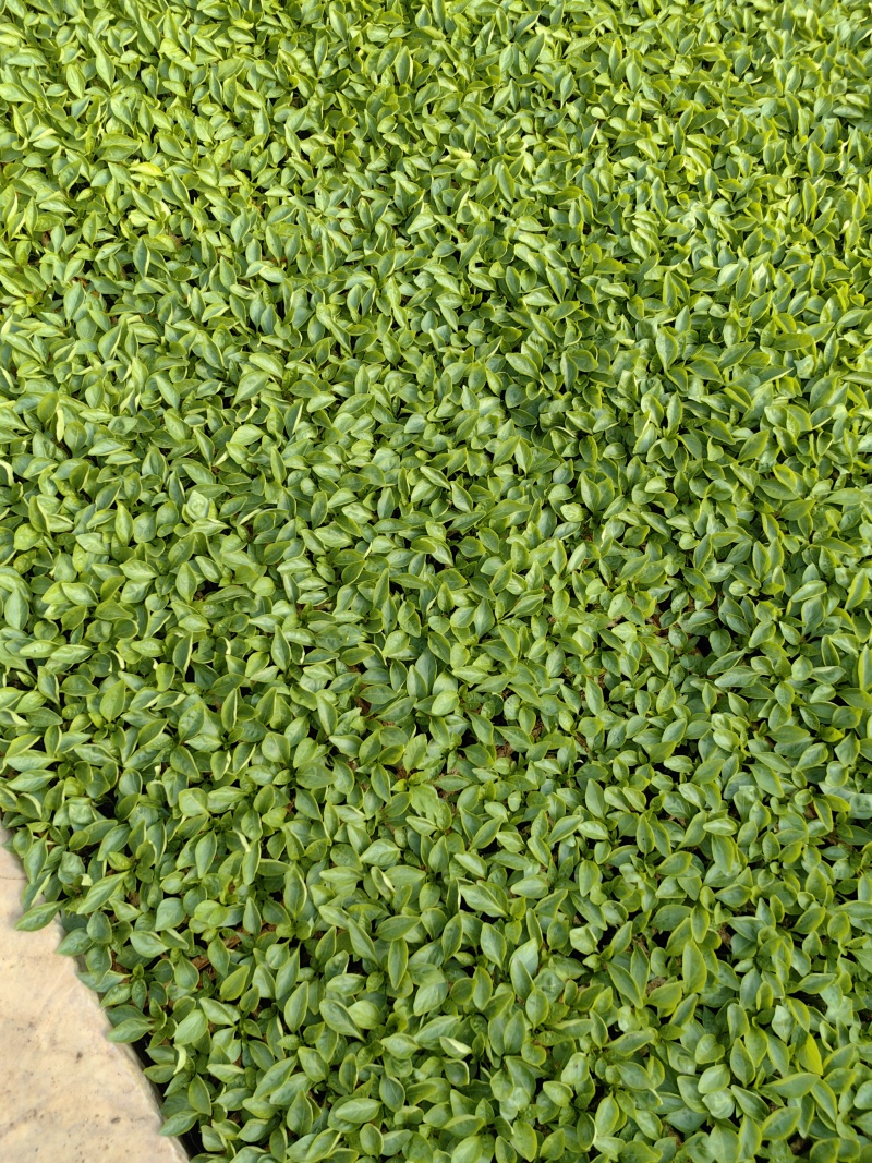 各种辣椒茄子生菜苗