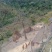 跑山公鸡