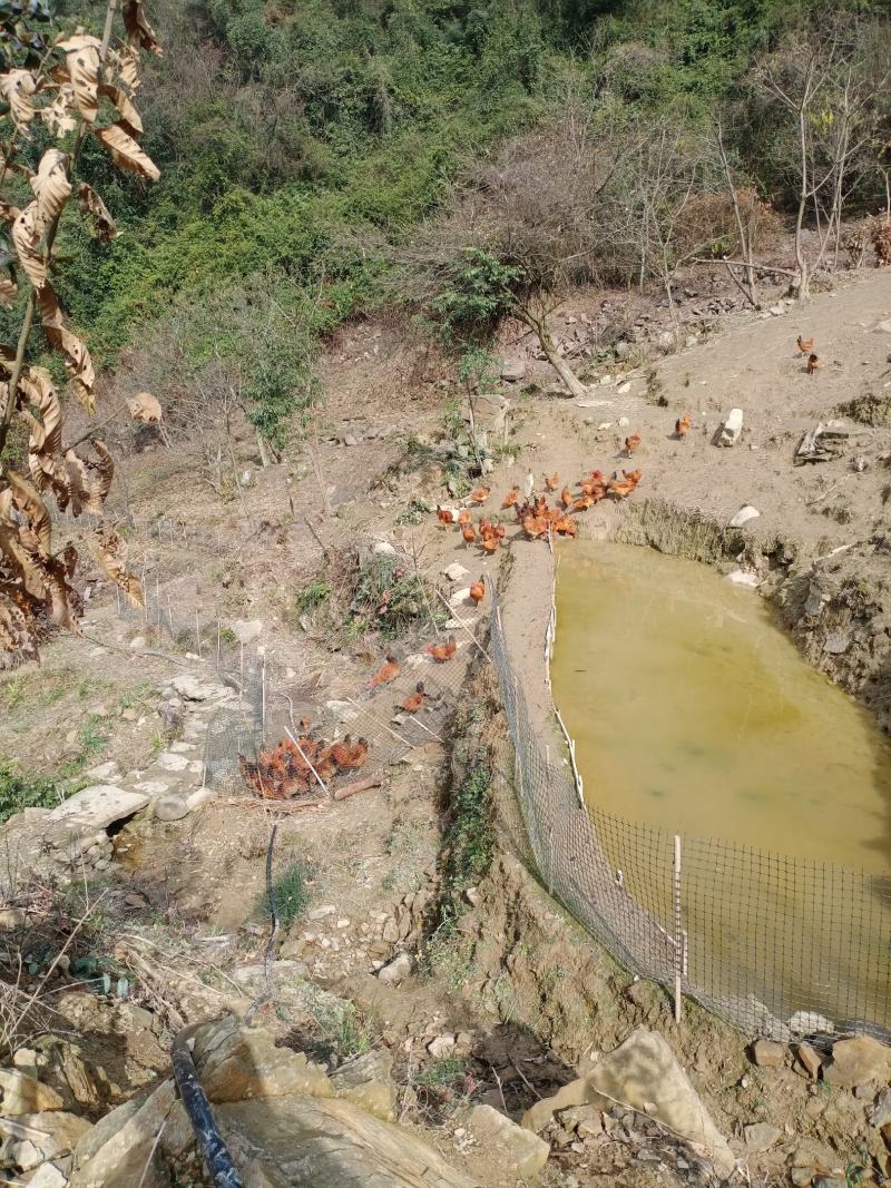 跑山公鸡