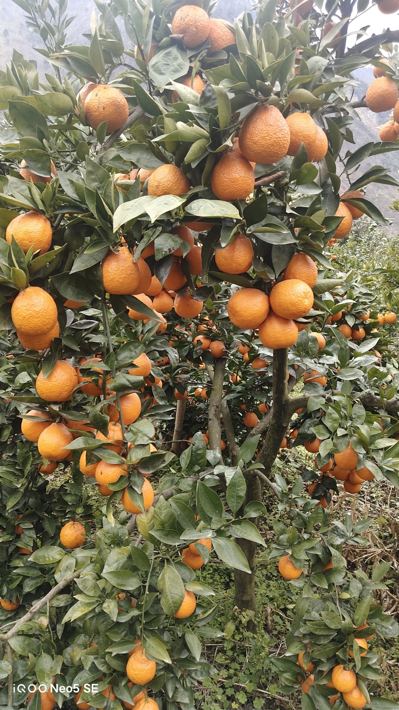 黄果柑