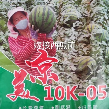 包邮直根嫁接西瓜苗美都甜王2K4K西瓜苗技术指导预订优惠