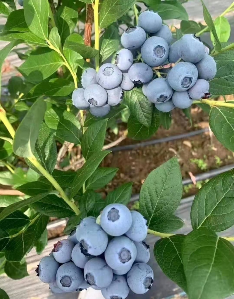 山东莒县蓝莓L25F6大量上市果大香甜，产地直发