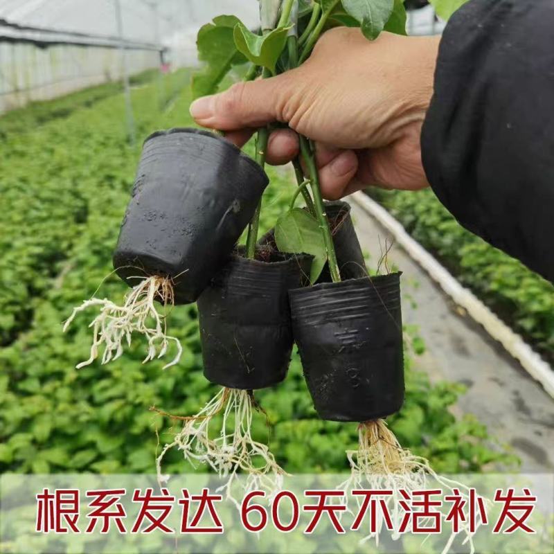 新品种香蜜百香果苗甜蜜百香果苗四季可种特大百香果阳台庭院