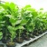 新品种香蜜百香果苗甜蜜百香果苗四季可种特大百香果阳台庭院