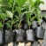新品种香蜜百香果苗甜蜜百香果苗四季可种特大百香果阳台庭院