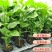 新品种香蜜百香果苗甜蜜百香果苗四季可种特大百香果阳台庭院