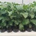 新品种香蜜百香果苗甜蜜百香果苗四季可种特大百香果阳台庭院