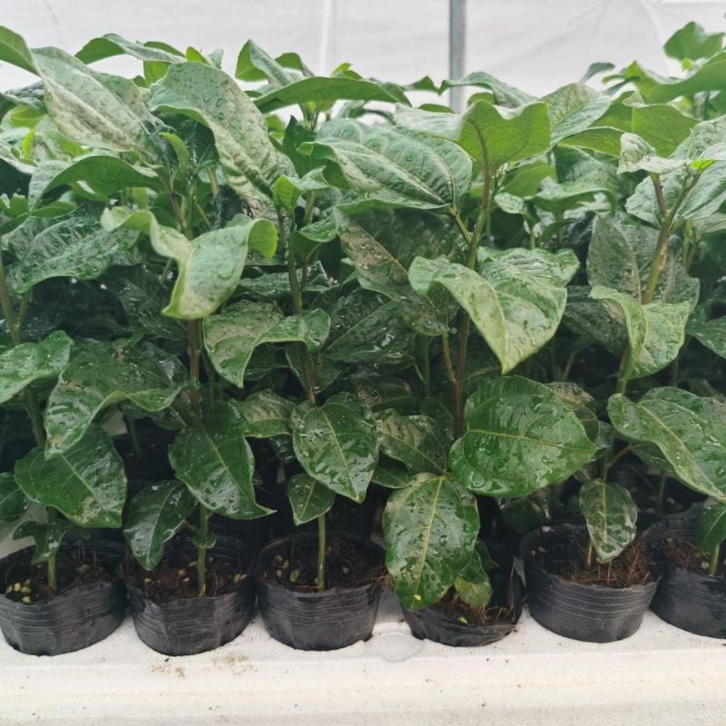 新品种香蜜百香果苗甜蜜百香果苗四季可种特大百香果阳台庭院