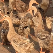双黄鸭蛋