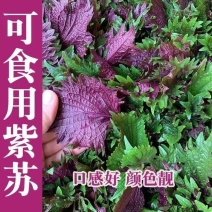 新鲜紫苏叶，大量上市，全国发货，欢迎进店沟通