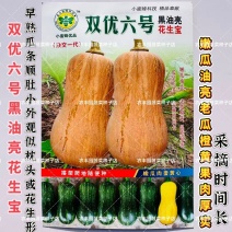 双优六号黑油亮花生宝南瓜种子早熟杂交抗病肉厚味甘甜面南瓜