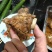 多肉羊关节骨