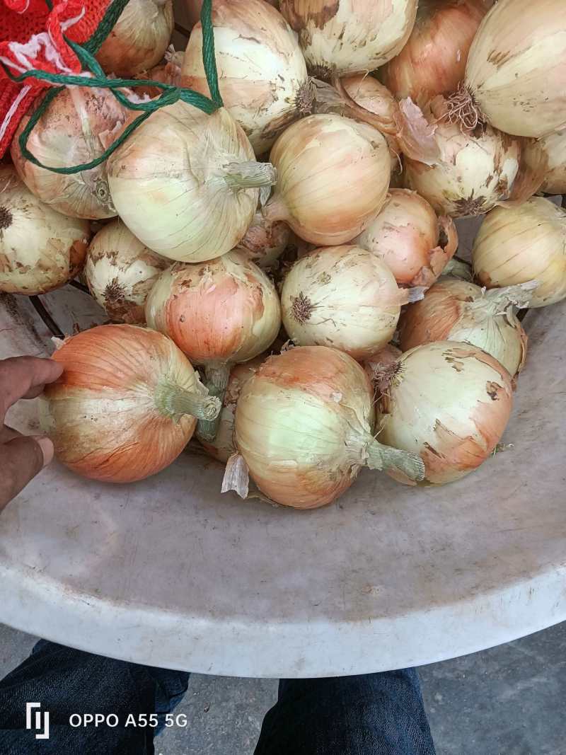精品黄皮洋葱大量上市品质保证量大从优一手货源