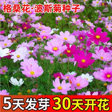 格桑花波斯菊种子品质保证服务周到产地直发价格美丽欢迎联系
