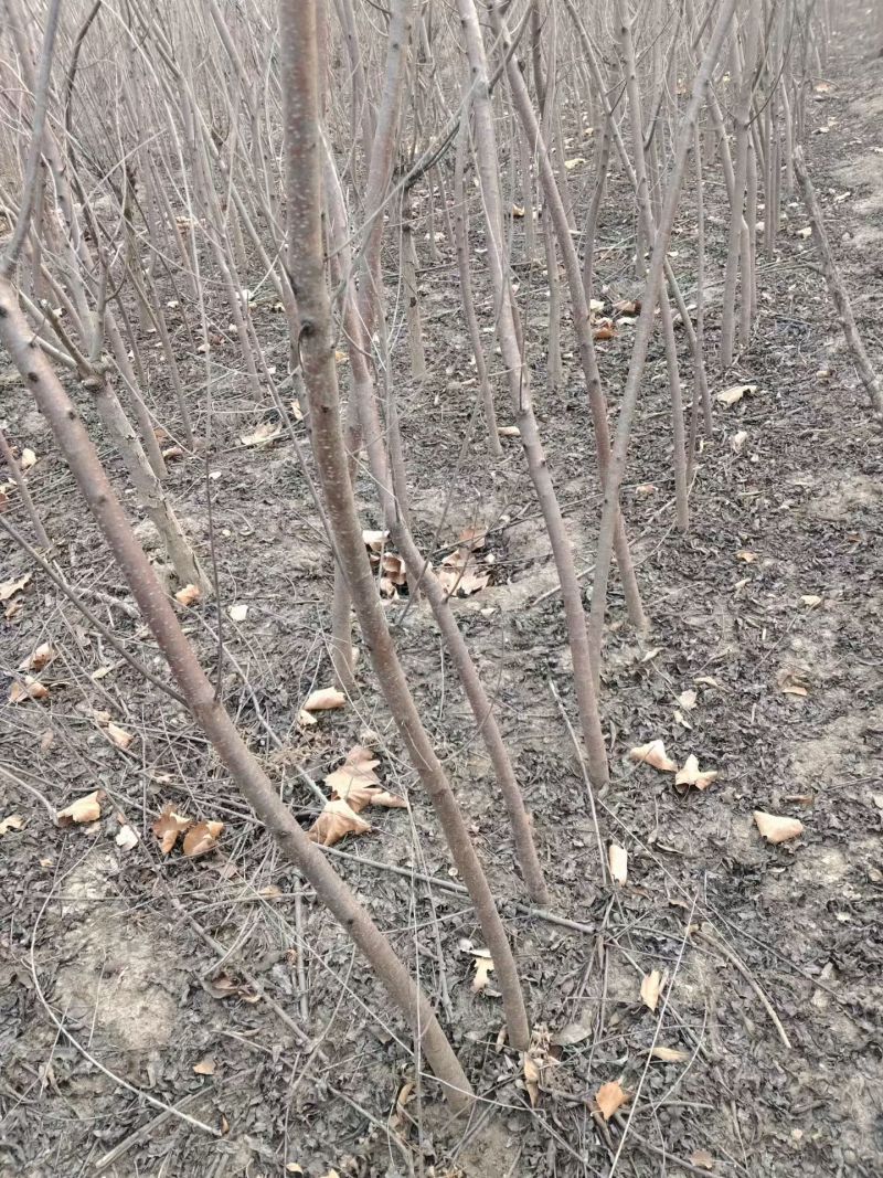 山桃苗