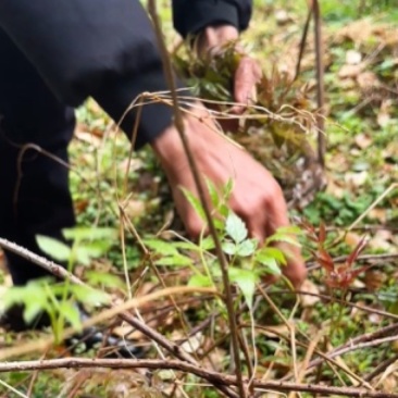 野生莓茶野生藤茶龙须茶，支持一件代发和整件拿货