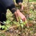 野生莓茶野生藤茶龙须茶，支持一件代发和整件拿货