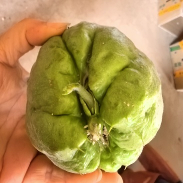 佛手瓜苗产地直供，货源充足，支持各大平台电商社区代发