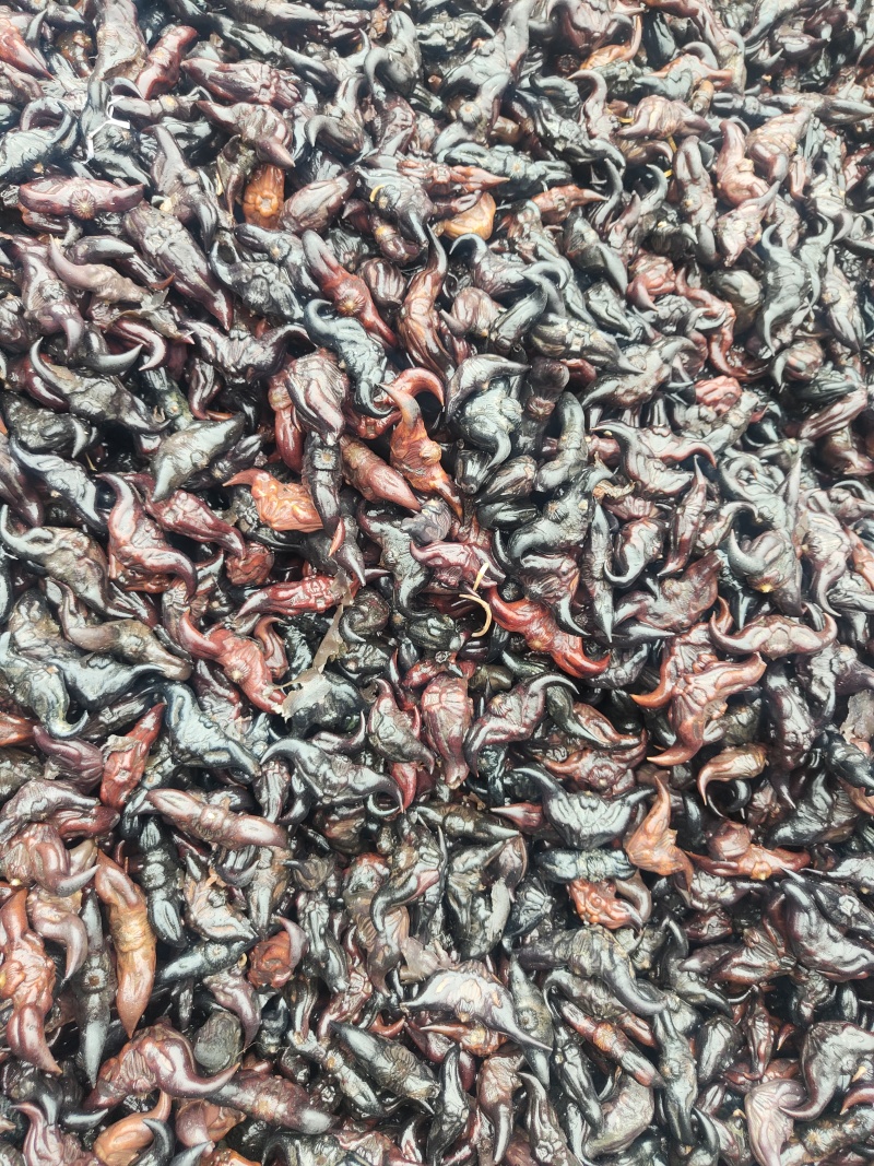 水果菱角，一手货源保质保优