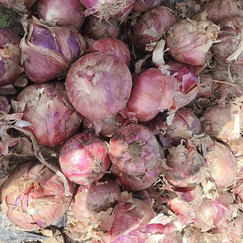 云南精品红皮洋葱大量上市品质保证量大从优一手货源