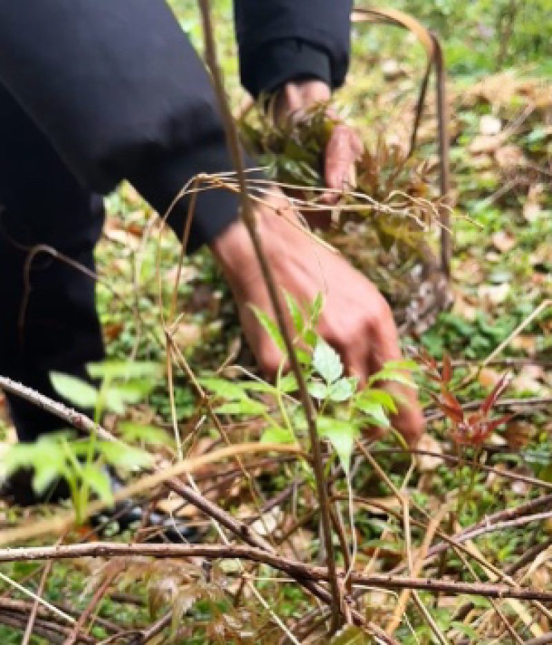 野生莓茶野生藤茶龙须茶，支持一件代发和整件拿货