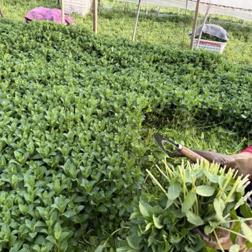 云南安宁基地种植新鲜薄荷