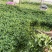 云南安宁基地种植新鲜薄荷