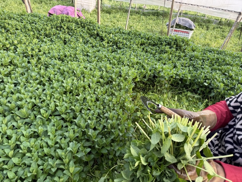 云南安宁基地种植新鲜薄荷
