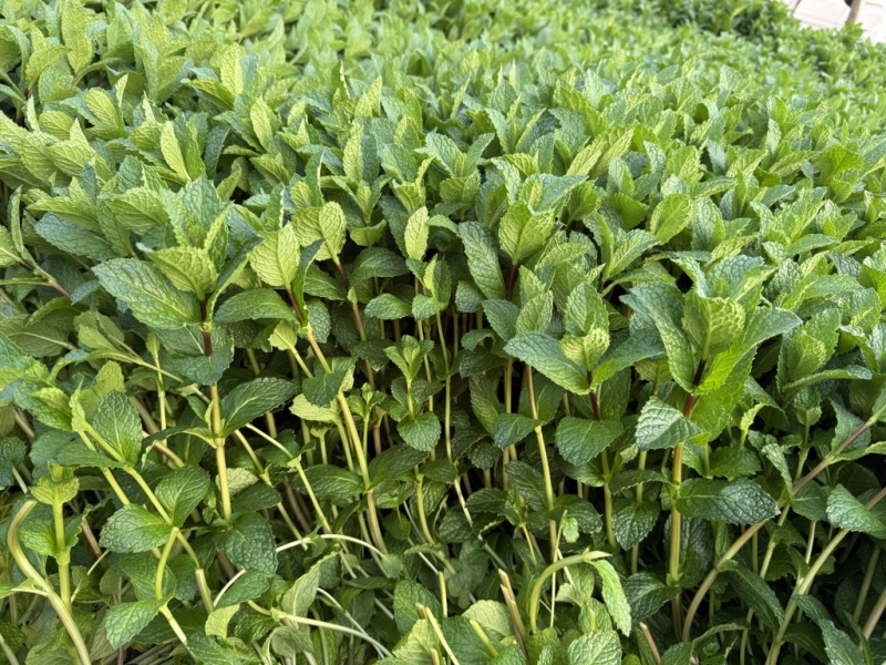 云南安宁基地种植新鲜薄荷