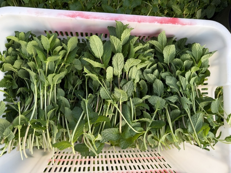 云南安宁基地种植新鲜薄荷